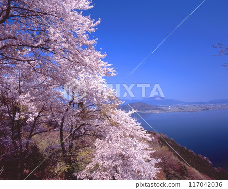 奧琵琶湖公園大道、津津拉尾崎展望台的櫻花、伊吹山、琵琶湖北部的全景。 117042036