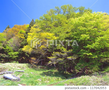 別久梯田的「別久大桂」/新綠季節/從根部湧出的神秘泉水 別久梯田的「別久大桂」/新綠季節/從根部湧出的神秘泉水 117042053