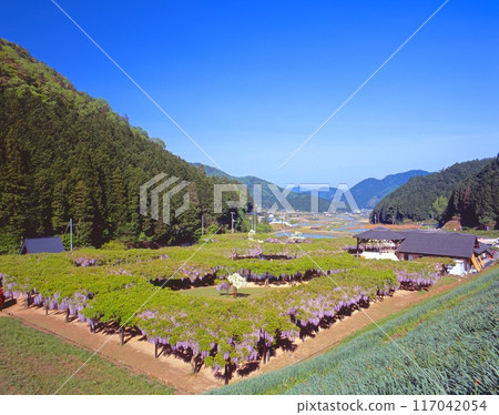 Shirai Omachi Fuji Park on a clear May day "The best wisteria spot in Sanin, stretching for 500m in length" / Season of fresh greenery / Asago City, Hyogo Prefecture Shirai Omachi Fuji Park on a clear May day "The best wisteria spot in Sanin, stretching for 500m in length" / Season of fresh greenery / Asago City, Hyogo Prefecture 117042054