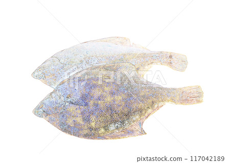 柔和風格的“Flullfish”插圖圖像 柔和風格的“Flullfish”插圖圖像 117042189