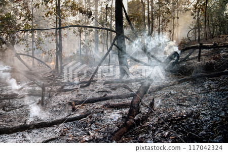 After Bushfires burning in tropical forest, wildlife can perish as a result of habitat loss with food sources. After Bushfires burning in tropical forest, wildlife can perish as a result of habitat loss with food sources. 117042324