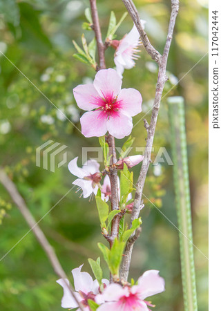 Almond flower Almond flower 117042444