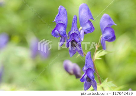 Beautiful monkshood Beautiful monkshood 117042459