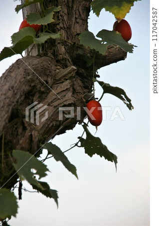 Oval red fruit 117042587