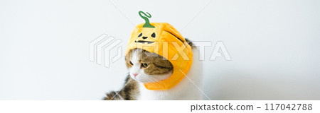 close up scottish cat with wearing pumpkin halloween concept 117042788