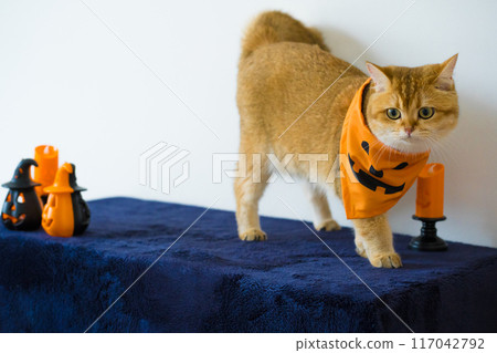 close up gold british cat with wearing pumpkin halloween concept 117042792