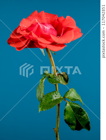 Tea rose Red Peace on a blue background Tea rose Red Peace on a blue background 117042851