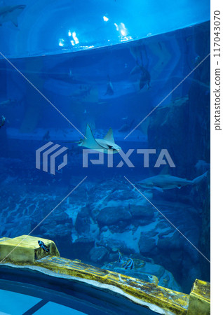 Majestic rays and sharks swim in unrecognizable large aquarium with blue waters. 117043070