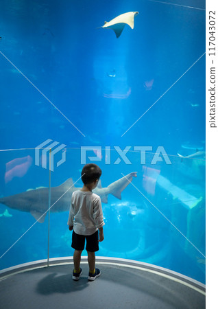 Child gazing at large shark and stingray in unrecognizable modern aquarium exhibit. Child gazing at large shark and stingray in unrecognizable modern aquarium exhibit. 117043072