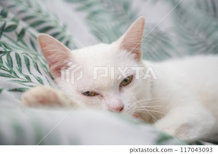 Portrait of angry cat looking to your camera after waking up. Domestic cats are valued by humans for companionship. 117043093