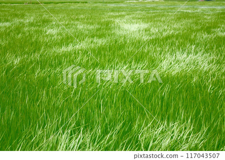 稻田初夏夏天 稻田初夏夏天 117043507