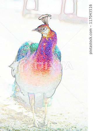 柔和風格的“孔雀”插圖圖像 117043516