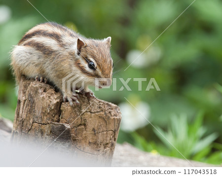 花栗鼠在樹上發現了一些東西 117043518