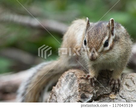 Chipmunk staring on a tree Chipmunk staring on a tree 117043519