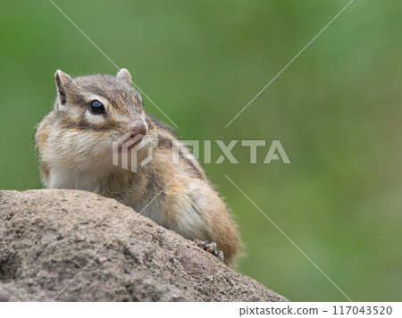 花栗鼠在樹上發現了一些東西 117043520