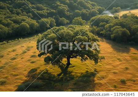 Large tree is in the middle of a field surrounded by grass and there is a river in the background. Peaceful and serene mood 117043645