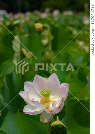 Lotus flower  117043758