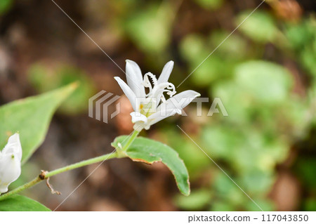 白尾白色岩石 白尾白色岩石 117043850