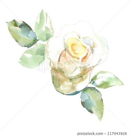 White rose with green leaves in collection garden flowers. Watercolor illustration for wedding floral design of bouquets, wreaths, arrangements, wedding invitations, anniversary, birthday, postcards 117043926