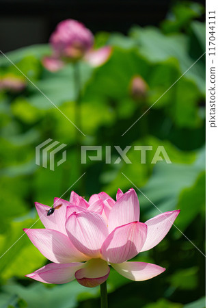 Lotus Flowers at Takada Honzan Senshu-ji Temple 117044111