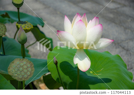 Lotus Flowers at Takada Honzan Senshu-ji Temple 117044113