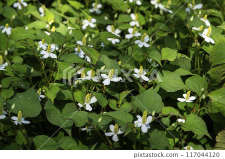 Hokkaido Hokkaido 117044120