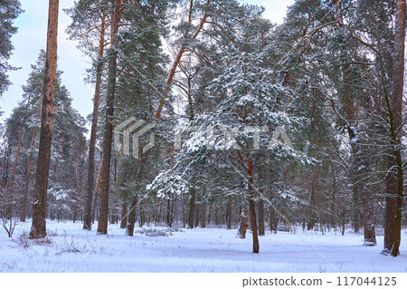 Peace and tranquility in a winter park with large trees and dense branches Peace and tranquility in a winter park with large trees and dense branches 117044125