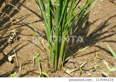Rice growth Rice growth 117044219