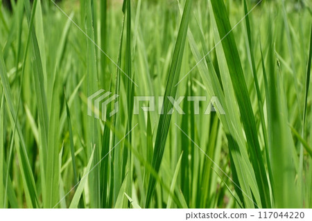 Rice growth 117044220
