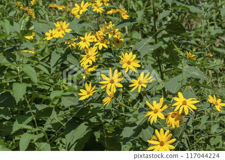 Jerusalem artichoke Jerusalem artichoke 117044224
