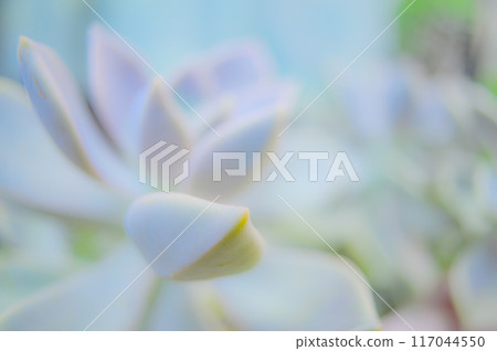 The Beauty of Echeveria: The Charm of Succulents 117044550