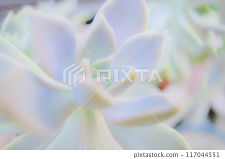 The Beauty of Echeveria: The Charm of Succulents 117044551