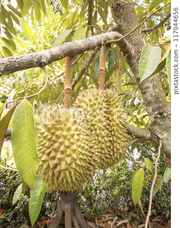 Two Durian Fruits Hanging from Tree Branch. 117044656