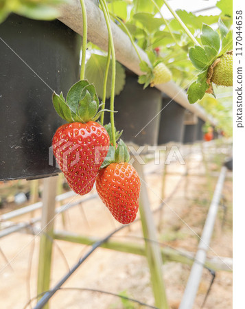 Ripe and Unripe Strawberries in Greenhouse. 117044658