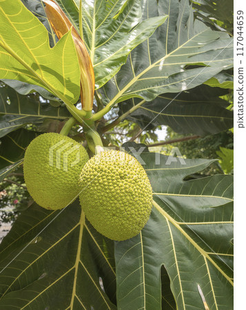 Breadfruit Hanging from Tree in Garden. 117044659