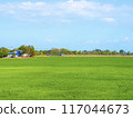 Lush Green Rice Field with Distant House. 117044673