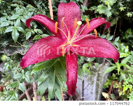 紅色尤里 117044762