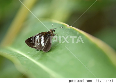 Croissace Croissace 117044831