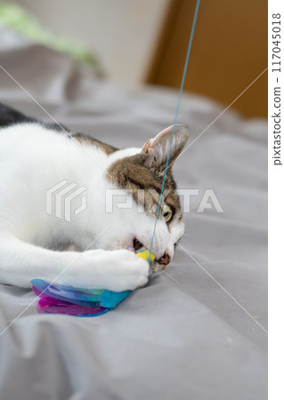 Cat playing with a toy, brown tabby cat Cat playing with a toy, brown tabby cat 117045018