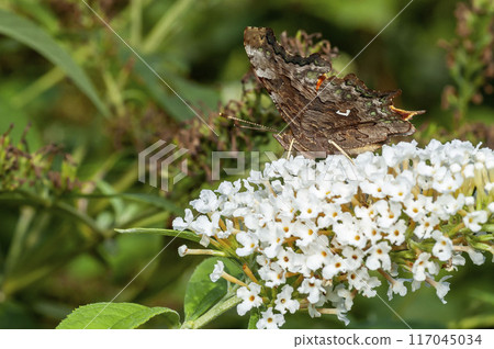 Theta tap Theta tap 117045034