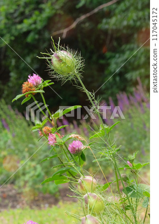 Nigella seed is growing in garden. Seeds in country garden. Medicinal herb. Meadow in spring. 117045172