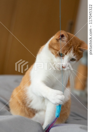 Cat staring at a toy, brown tabby and white Cat staring at a toy, brown tabby and white 117045322
