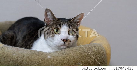 Cute cat relaxing on a cushion, brown tabby cat 117045433