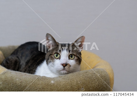 Cute cat relaxing on a cushion, brown tabby cat 117045434