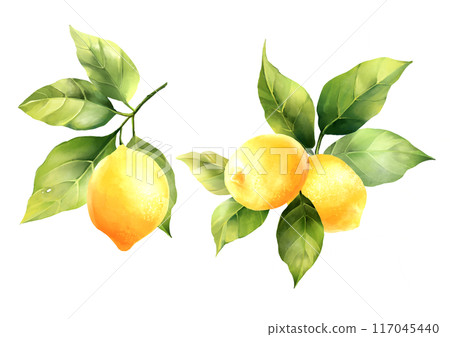 Lemons with leaves, isolated on white background. Hand drawn illustration in watercolor style Lemons with leaves, isolated on white background. Hand drawn illustration in watercolor style 117045440