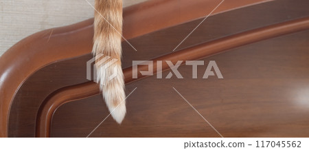 Cute cat tail brown tabby white 117045562