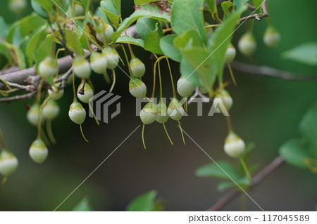 Styrax japonicum Styrax japonicum 117045589