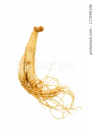 A single ginseng root with white background A single ginseng root with white background 117046106