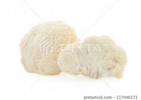 Lion's Mane mushrooms on a white background 117046171