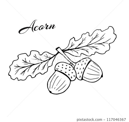 Acorn on a branch. Oak branch with leaves and acorns. sketch vector illustration. Hand drawn botanical illustration isolated on white. Acorn on a branch. Oak branch with leaves and acorns. sketch vector illustration. Hand drawn botanical illustration isolated on white. 117046367